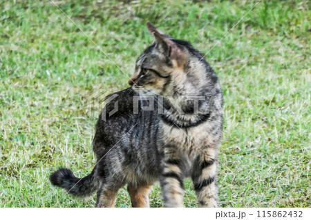 八幡平の逞しい野良猫 八幡平の厳しい自然を生き抜いた野良猫 八幡平の逞しい野良猫 八幡平の厳しい自然を生き抜いた野良猫 115862432