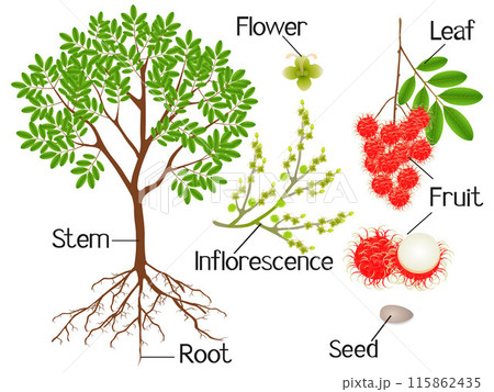 Parts of a rambutan plant on a white background. Parts of a rambutan plant on a white background. 115862435