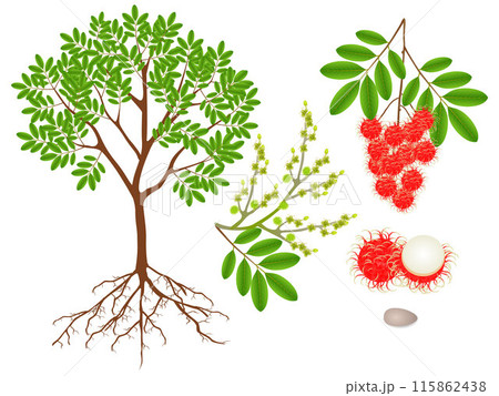 An illustration showing parts of a rambutan plant on a white background. 115862438