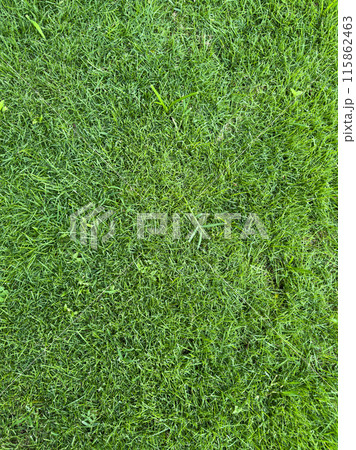 Texture of green field grass 115862463
