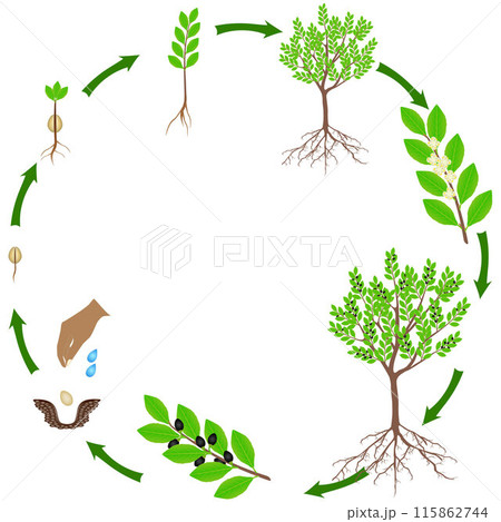 Life cycle of a laurel plant on a white background. Life cycle of a laurel plant on a white background. 115862744