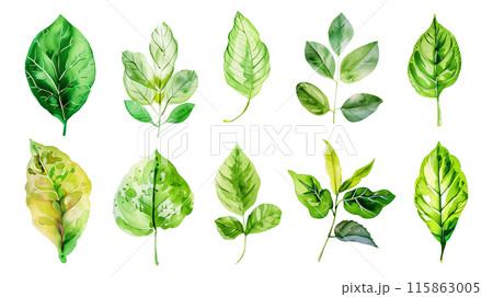 Set of colourful botanical leaves in watercolor paint style on a transparent background. Isolated flowers and leaves for decoration elements in green colors. 115863005