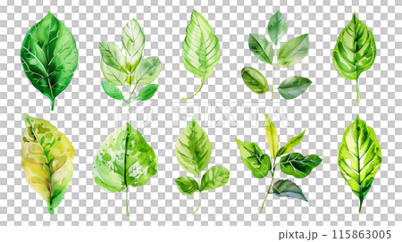 Set of colourful botanical leaves in watercolor paint style on a transparent background. Isolated flowers and leaves for decoration elements in green colors. 115863005