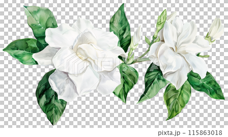 A beautiful white gardenia flower and branch in watercolor painting style on a transparent background. Isolated of botanical flowers and leaves for decoration elements in vivid colors. 115863018