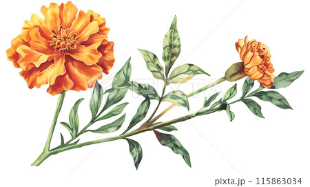 A beautiful orange marigold flowers and branch in watercolor painting style on a transparent background. Isolated of botanical flowers and leaves for decoration elements in vivid colors. A beautiful orange marigold flowers and branch in watercolor painting style on a transparent background. Isolated of botanical flowers and leaves for decoration elements in vivid colors. 115863034