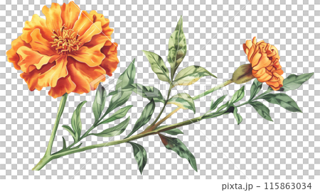 A beautiful orange marigold flowers and branch in watercolor painting style on a transparent background. Isolated of botanical flowers and leaves for decoration elements in vivid colors. A beautiful orange marigold flowers and branch in watercolor painting style on a transparent background. Isolated of botanical flowers and leaves for decoration elements in vivid colors. 115863034