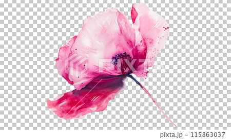 A beautiful pink poppy flower in watercolor painting style on a transparent background. Isolated of botanical flowers and leaves for decoration elements in vivid colors. A beautiful pink poppy flower in watercolor painting style on a transparent background. Isolated of botanical flowers and leaves for decoration elements in vivid colors. 115863037
