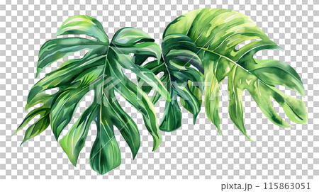 A beautiful green monstera leaves in watercolor... - Stock Illustration  [115863051] - PIXTA