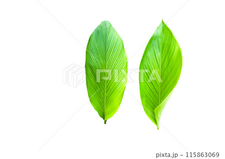 A cut-out of a turmeric leaf on a white background with clipping paths. A cut-out of a turmeric leaf on a white background with clipping paths. 115863069