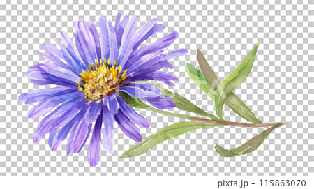 A beautiful purple aster flower and branch in watercolor painting style on a transparent background. Isolated of botanical flowers and leaves for decoration elements in pastel colors. A beautiful purple aster flower and branch in watercolor painting style on a transparent background. Isolated of botanical flowers and leaves for decoration elements in pastel colors. 115863070