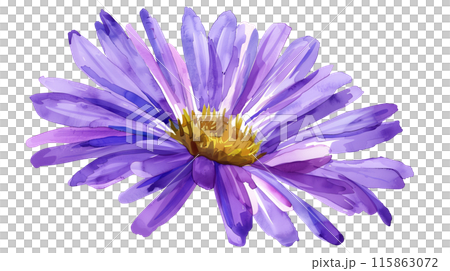 A beautiful purple aster flower in watercolor painting style on a transparent background. Isolated of botanical flowers and leaves for decoration elements in vivid colors. 115863072