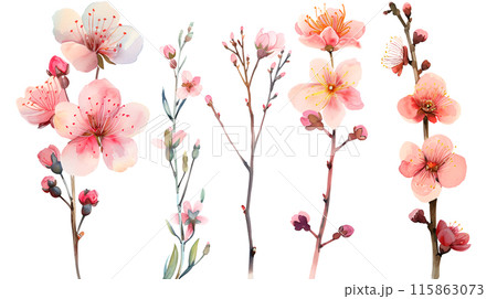 Set of pink cherry blossom flowers and branches in watercolor paint style on a transparent background. Isolated flowers and branches for decoration elements in pastel colors. 115863073