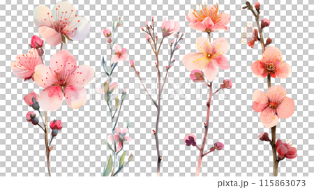 Set of pink cherry blossom flowers and branches in watercolor paint style on a transparent background. Isolated flowers and branches for decoration elements in pastel colors. 115863073