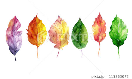 Set of colourful botanical leaves in watercolor paint style on a transparent background. Isolated flowers and leaves for decoration elements in purple, red, orange and green colors. 115863075