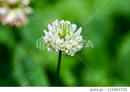 シロツメクサ シロツメクサ 115863728