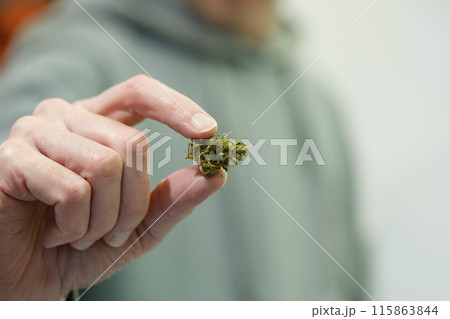 Cannabis Bud plant in male hand 115863844