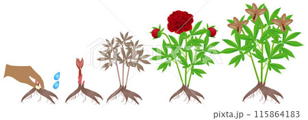 Cycle of growth of red peony plant on a white background. 115864183