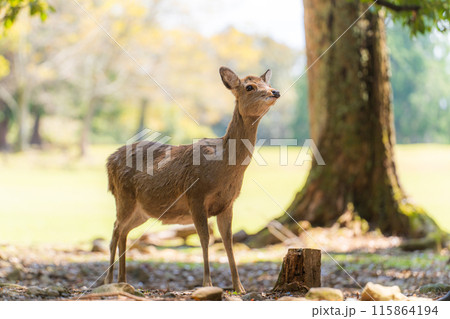 奈良公園の鹿 奈良公園の鹿 115864194