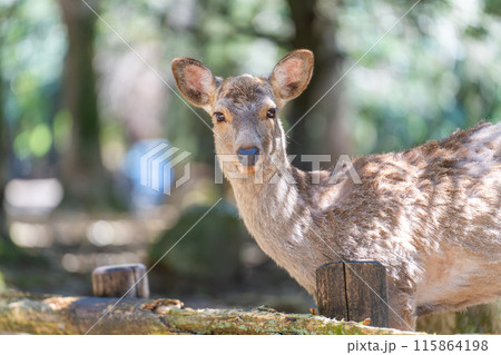 奈良公園の鹿 115864198