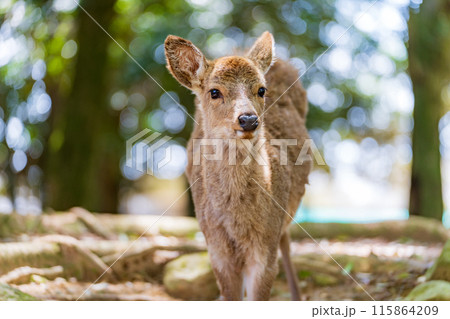 奈良公園の鹿 115864209
