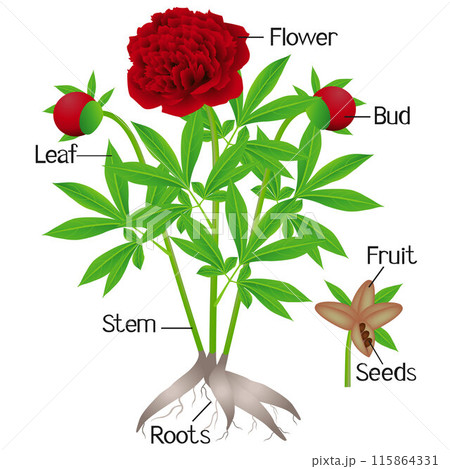 Parts of red peony plant on a white background. 115864331