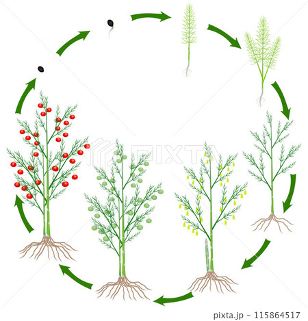 Life cycle of a asparagus plant on a white background. 115864517