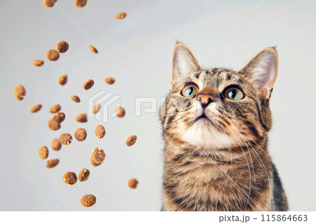 Tabby cat looking up at falling cat food treats 115864663