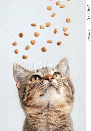 A tabby cat with wide eyes looks up at falling cat food treats 115864664