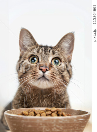 A tabby cat stares intently near a bowl of dry cat food 115864665