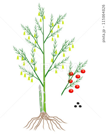 Parts of a asparagus plant on a white background. 115864826