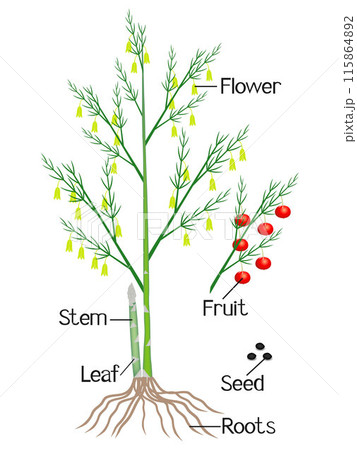 An illustration showing parts of a asparagus plant. An illustration showing parts of a asparagus plant. 115864892