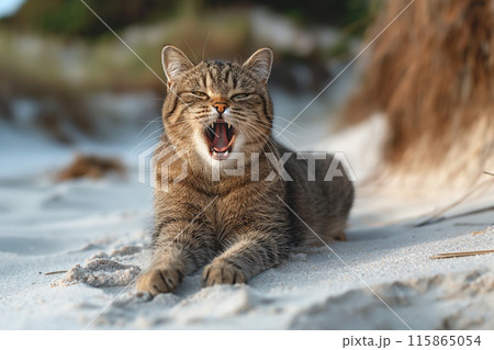 An orange cat yawing at the beach 115865054