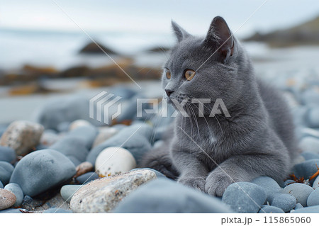 A Carthusian cat on a beach looking at the sea, in a sunny beautiful sunny day A Carthusian cat on a beach looking at the sea, in a sunny beautiful sunny day 115865060