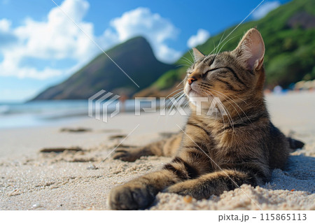 A cat at the beach relaxing sitting on sand on a sunny beautiful day 115865113