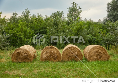 Agricultural field with hay bails Agricultural field with hay bails 115865258