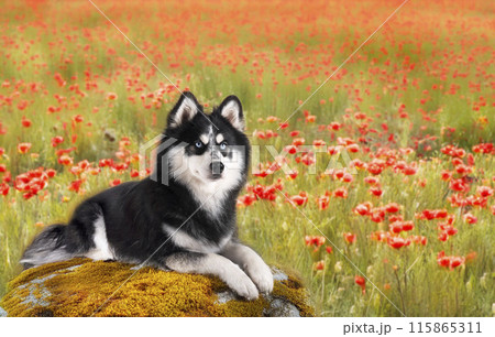 Pomsky in nature 115865311