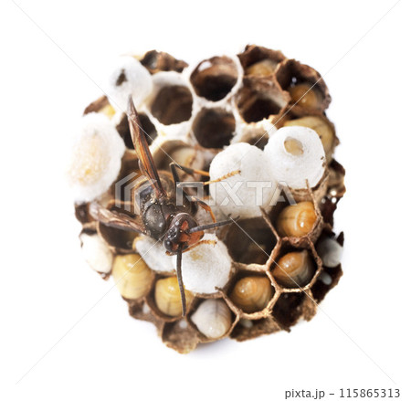 Asian hornet in studio 115865313