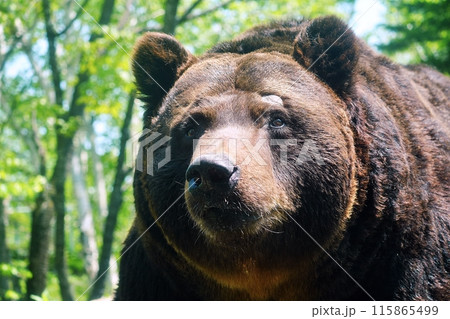 エゾヒグマのアップ 115865499