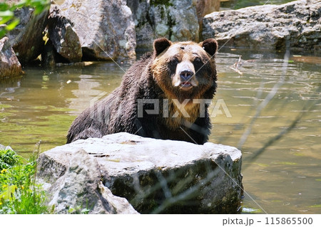 池に入るエゾヒグマ 115865500