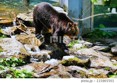 サホロリゾート ベアマウンテンのエゾヒグマ 115865501