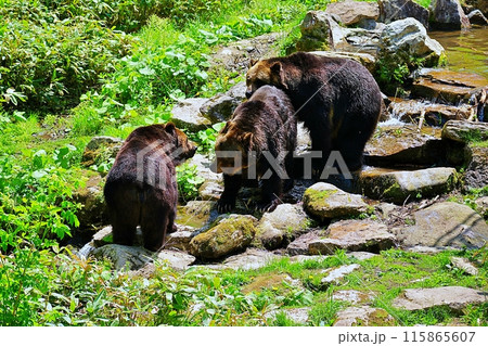森の中のエゾヒグマ 115865607