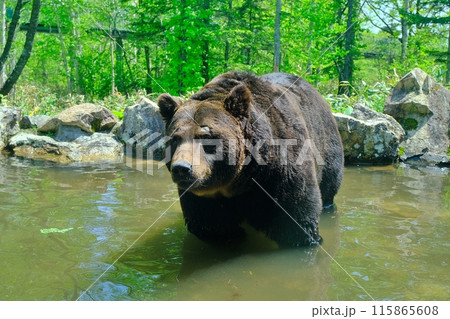池に入るエゾヒグマ 115865608