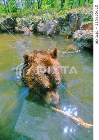 池に入るエゾヒグマ 池に入るエゾヒグマ 115865610