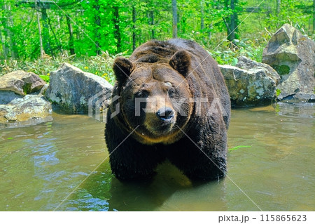 池に入るエゾヒグマ 115865623