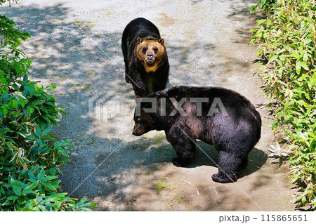 山道のエゾヒグマ 山道のエゾヒグマ 115865651