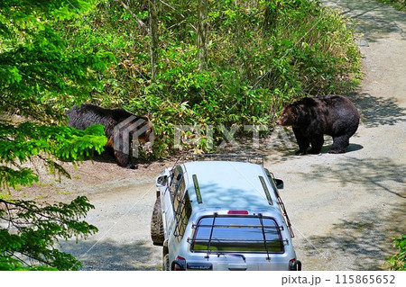 山道のエゾヒグマ 山道のエゾヒグマ 115865652