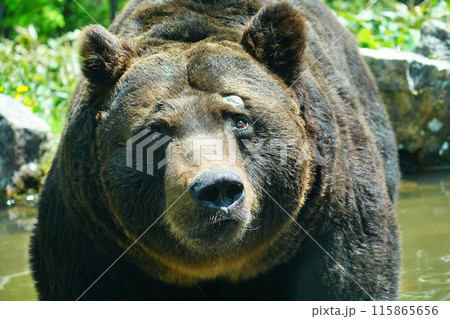 エゾヒグマのアップ エゾヒグマのアップ 115865656