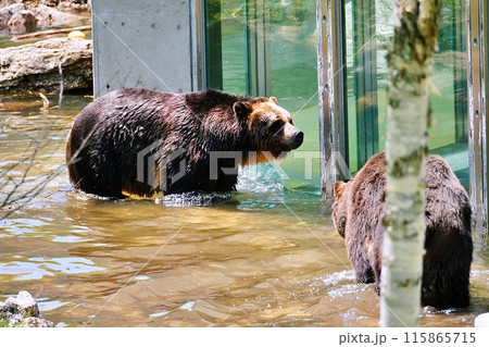 サホロリゾート ベアマウンテンのエゾヒグマ 115865715