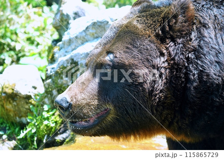 エゾヒグマのアップ エゾヒグマのアップ 115865729