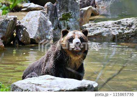 池に入るエゾヒグマ 115865730